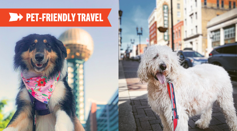 Paws and Passport: Adventures with Your Furry Sidekick