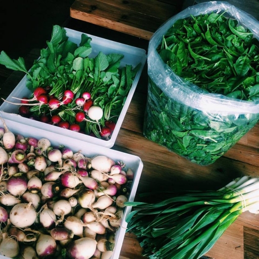 Emilia Downtown Knoxville