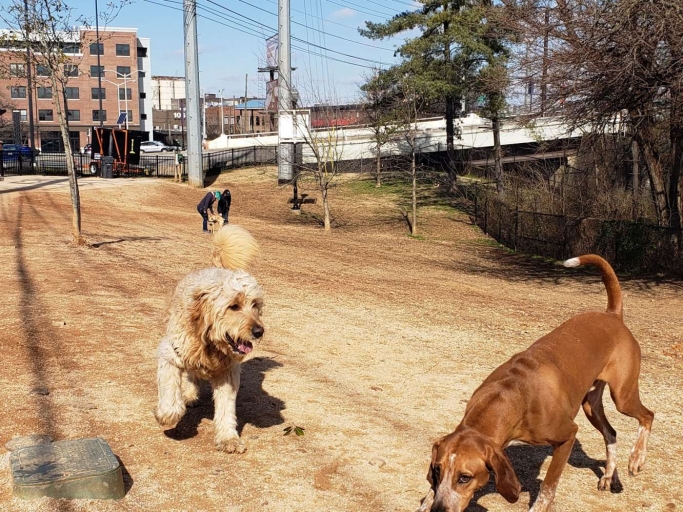 PetSafe Downtown Dog Park Downtown Knoxville