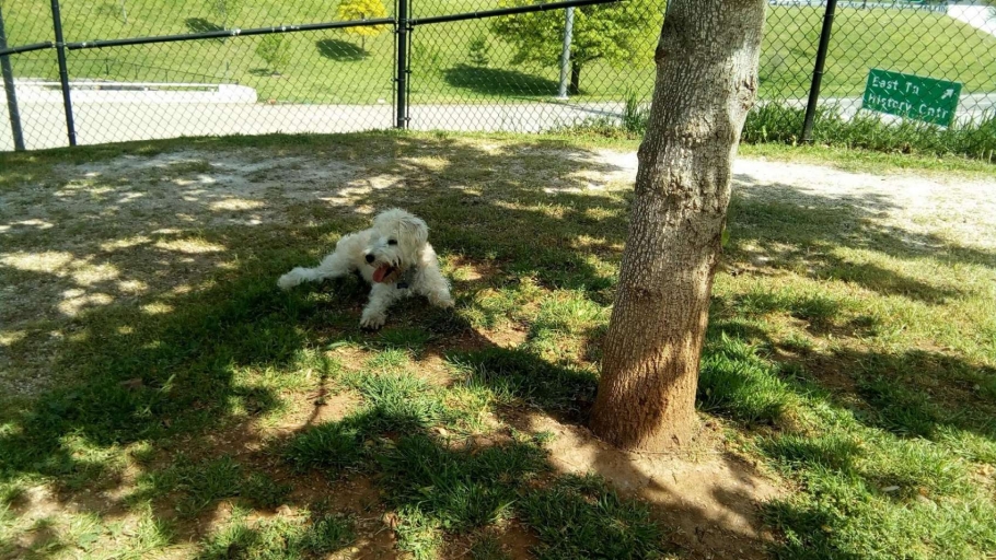 PetSafe Downtown Dog Park Downtown Knoxville